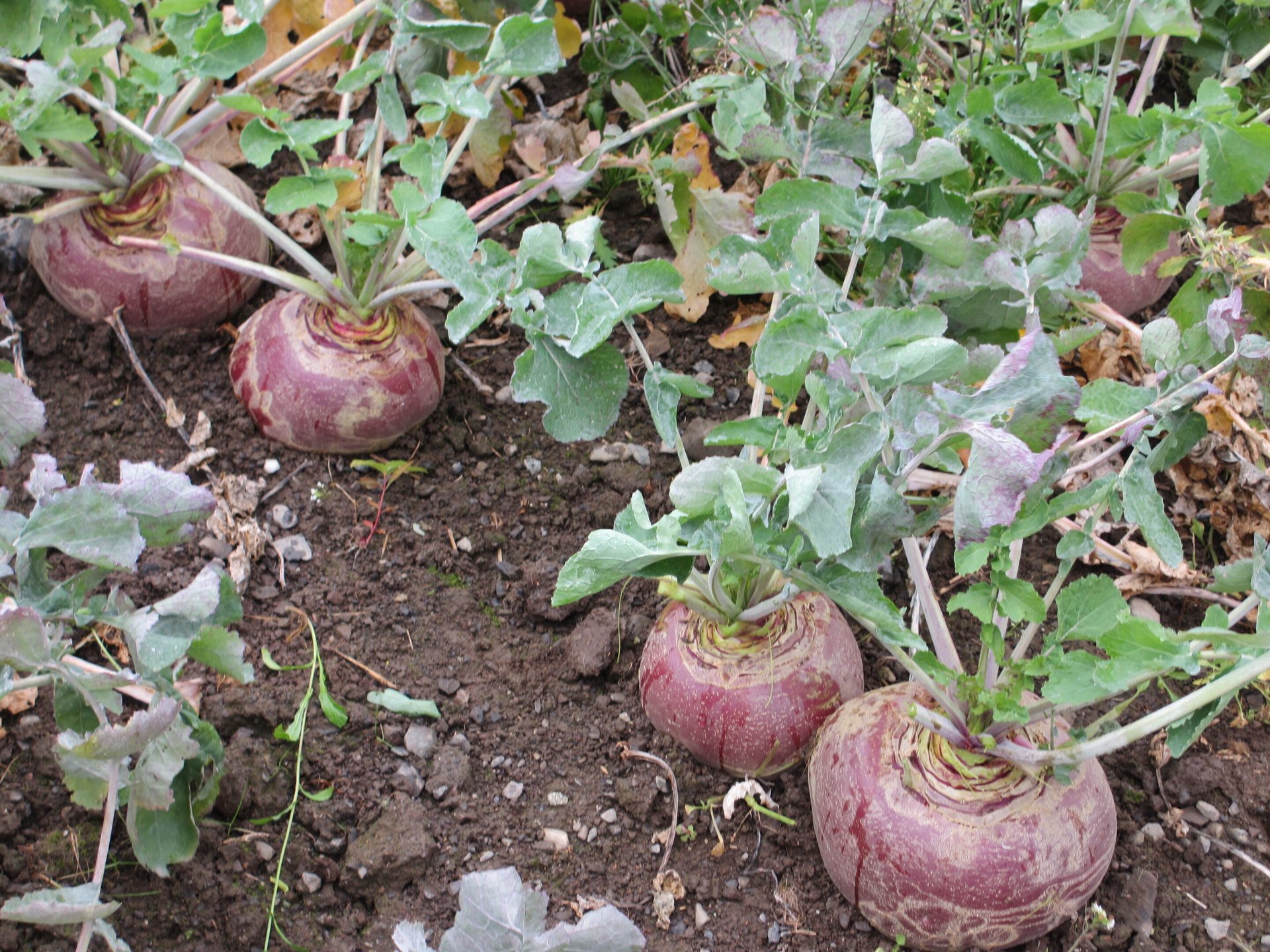 Several purple and yellow rutabagas growing with green leaves in dark soil.