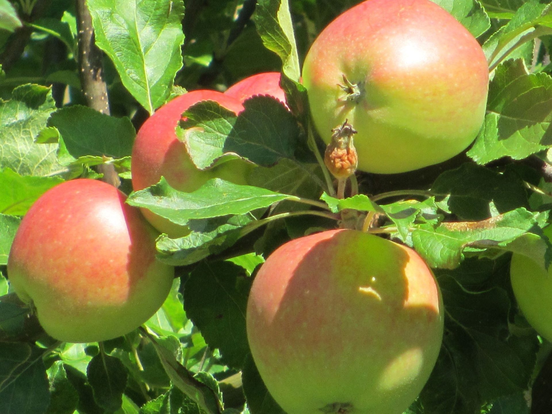Fruit tree, Natural foods, McIntosh red, Green, Apple, Produce, Food