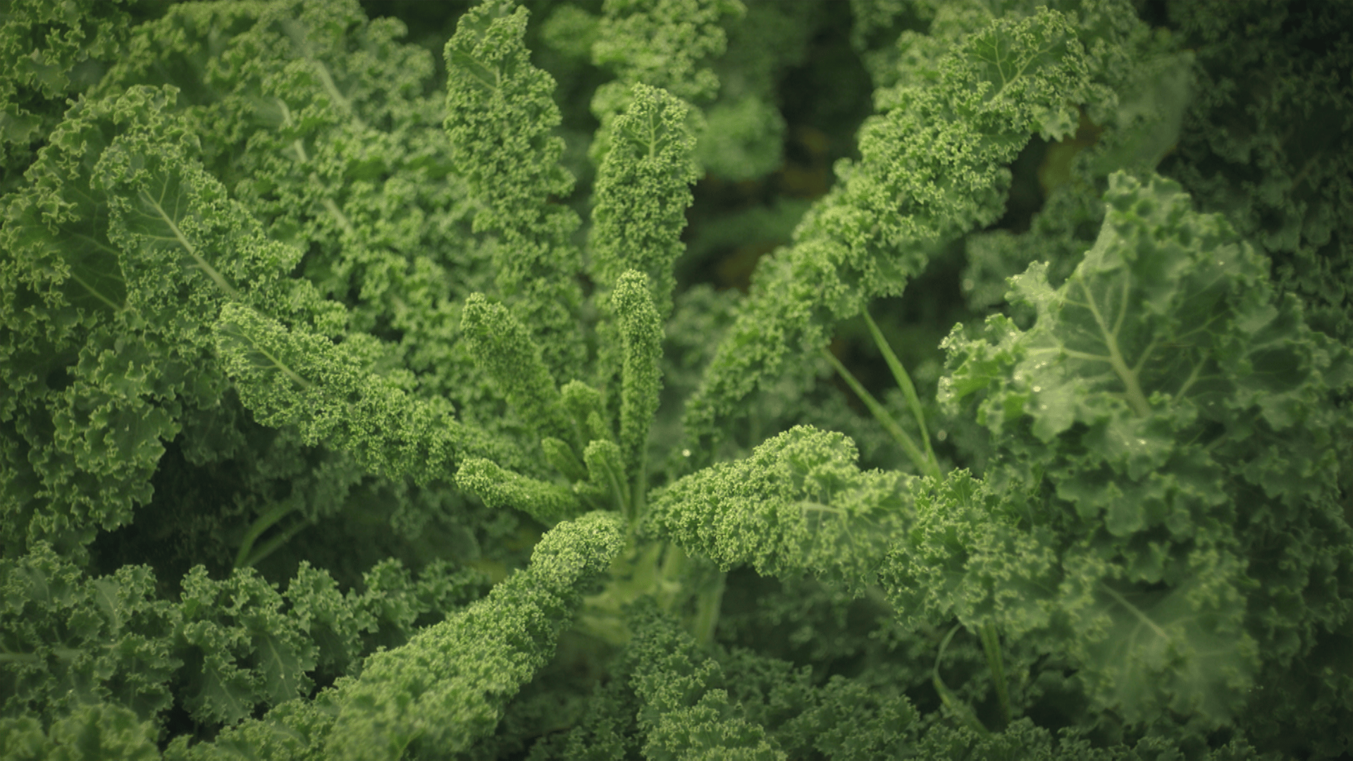 Green, Produce