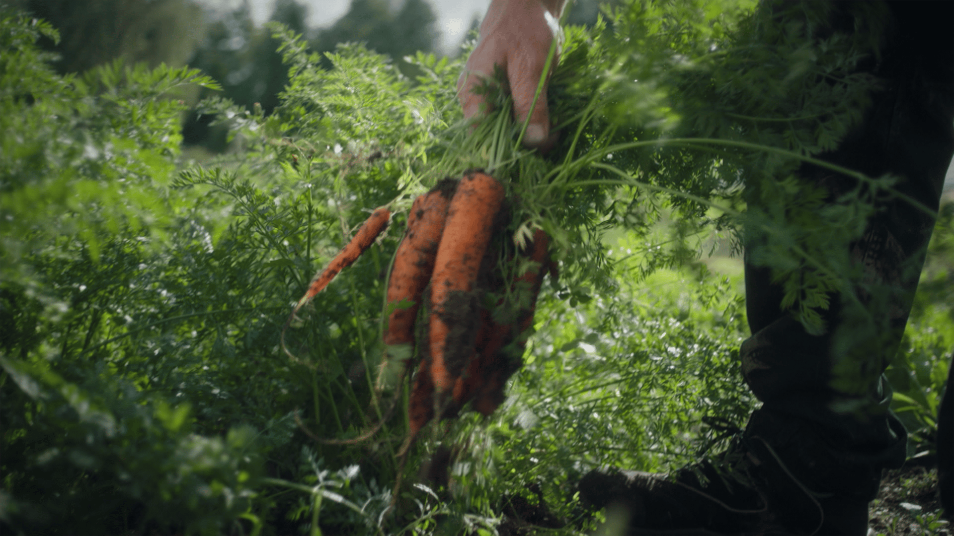 People in nature, Carrot, Produce, Farmworker, Vegetable