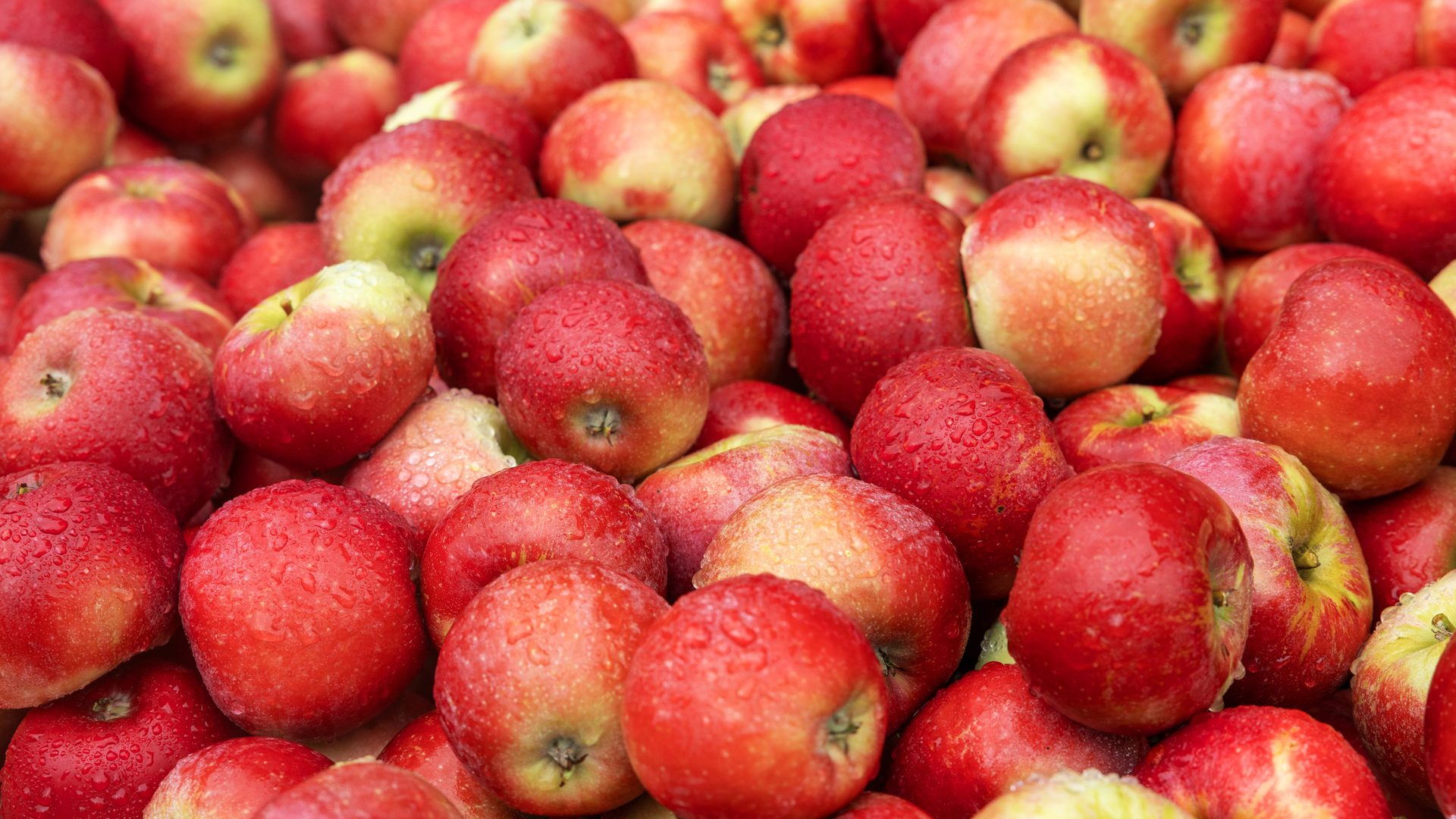 A large pile of fresh, wet red apples.