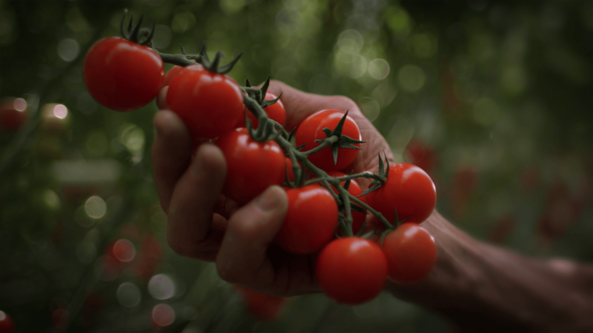 Natural foods, Bush tomato, Red, Food, Produce, Fruit