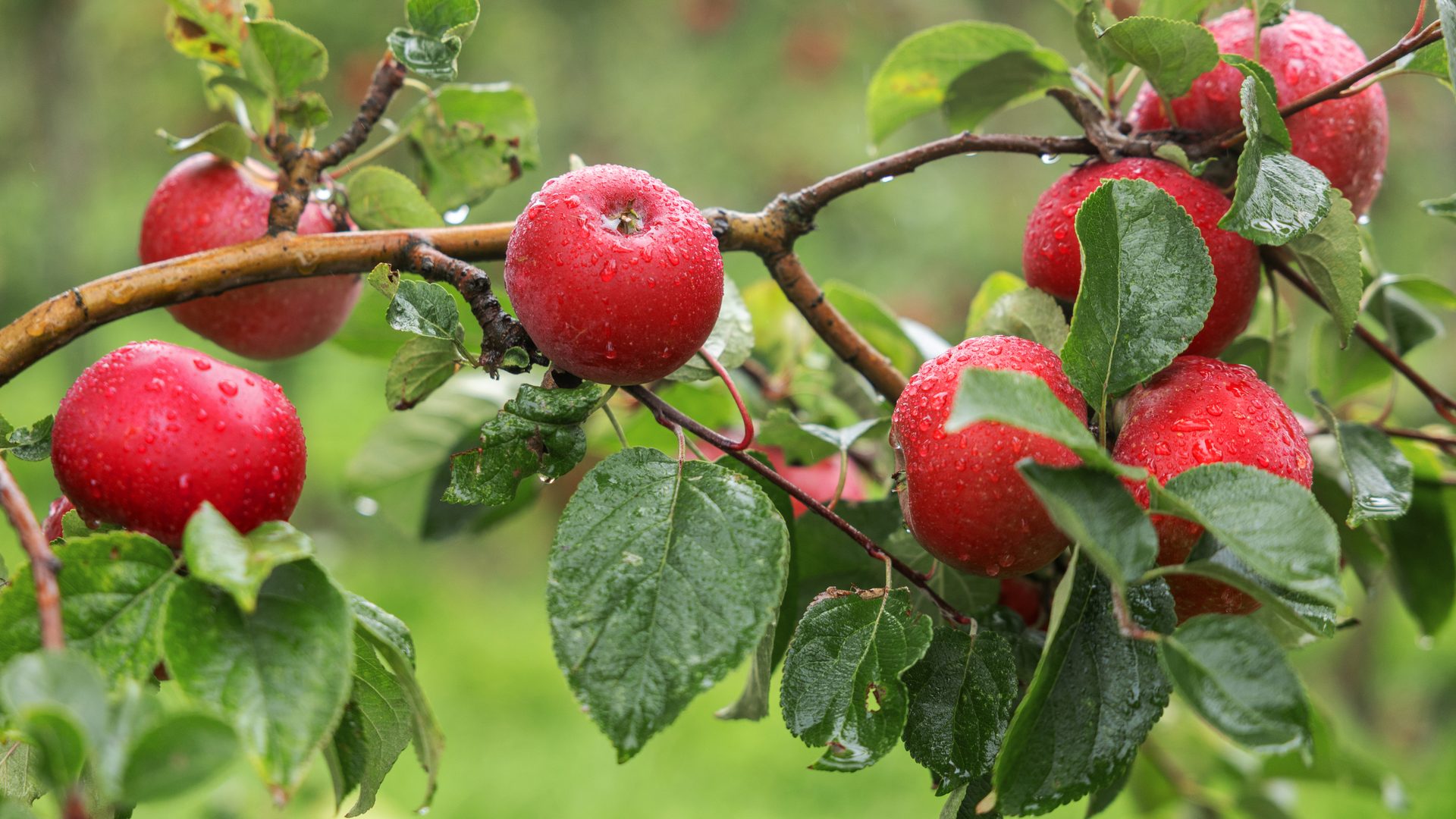Red apples covered in water droplets hang from a leafy tree branch.