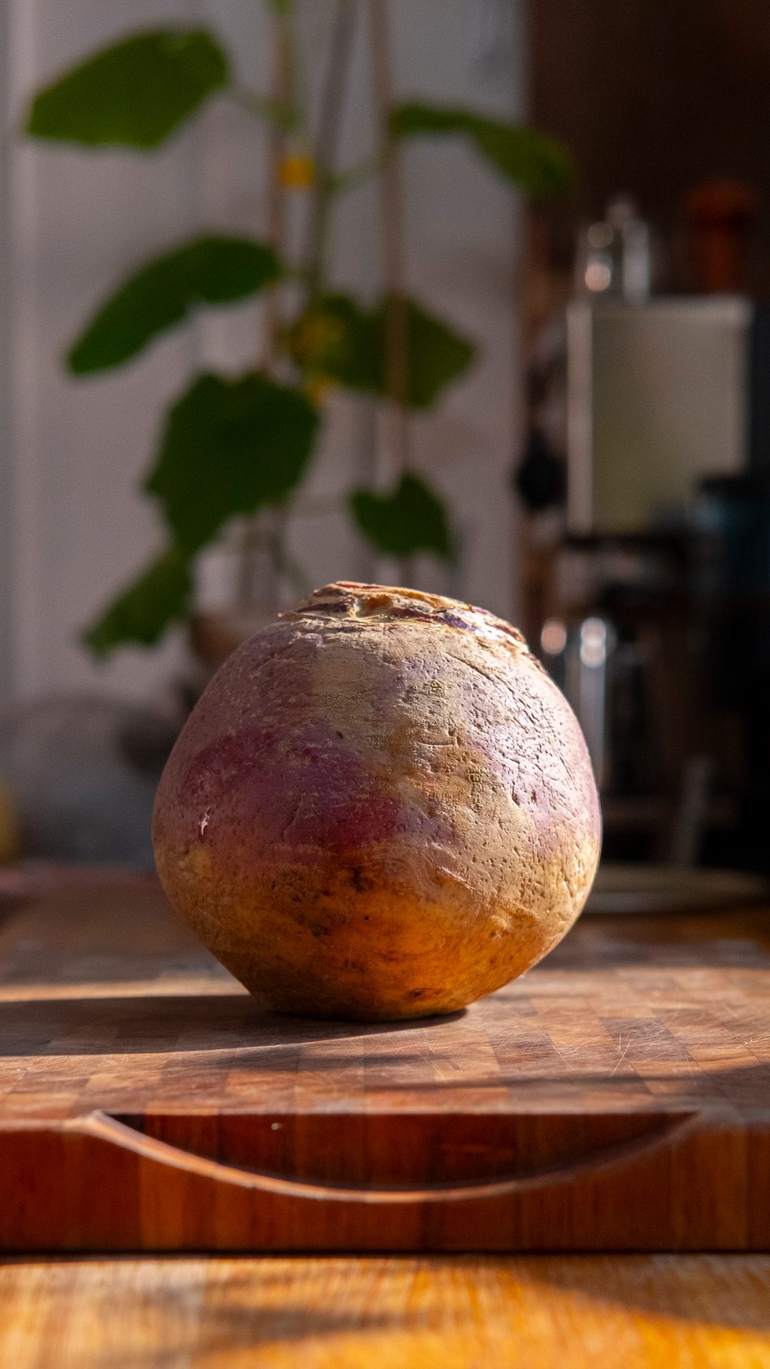 A single large rutabaga with purple and yellow skin sits on a wooden cutting board in warm, natural light.