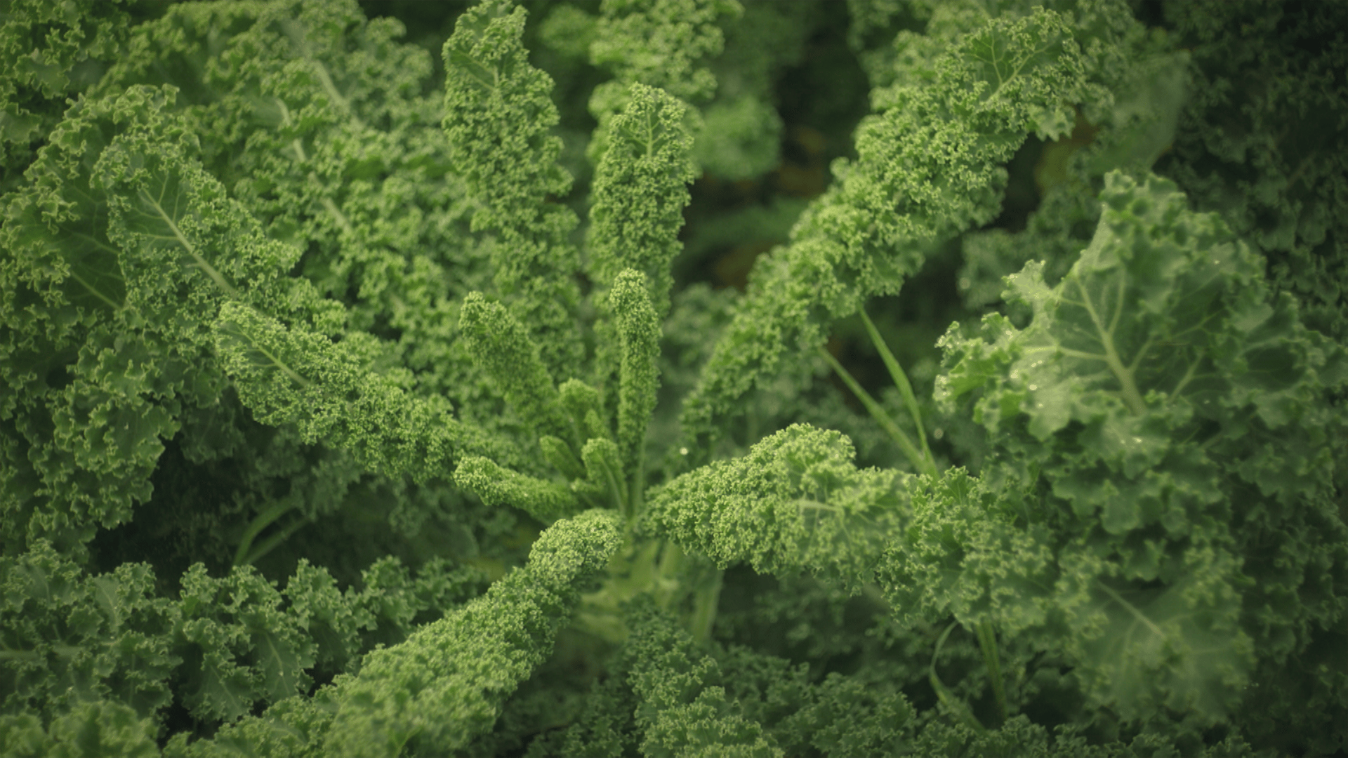 Green, Produce