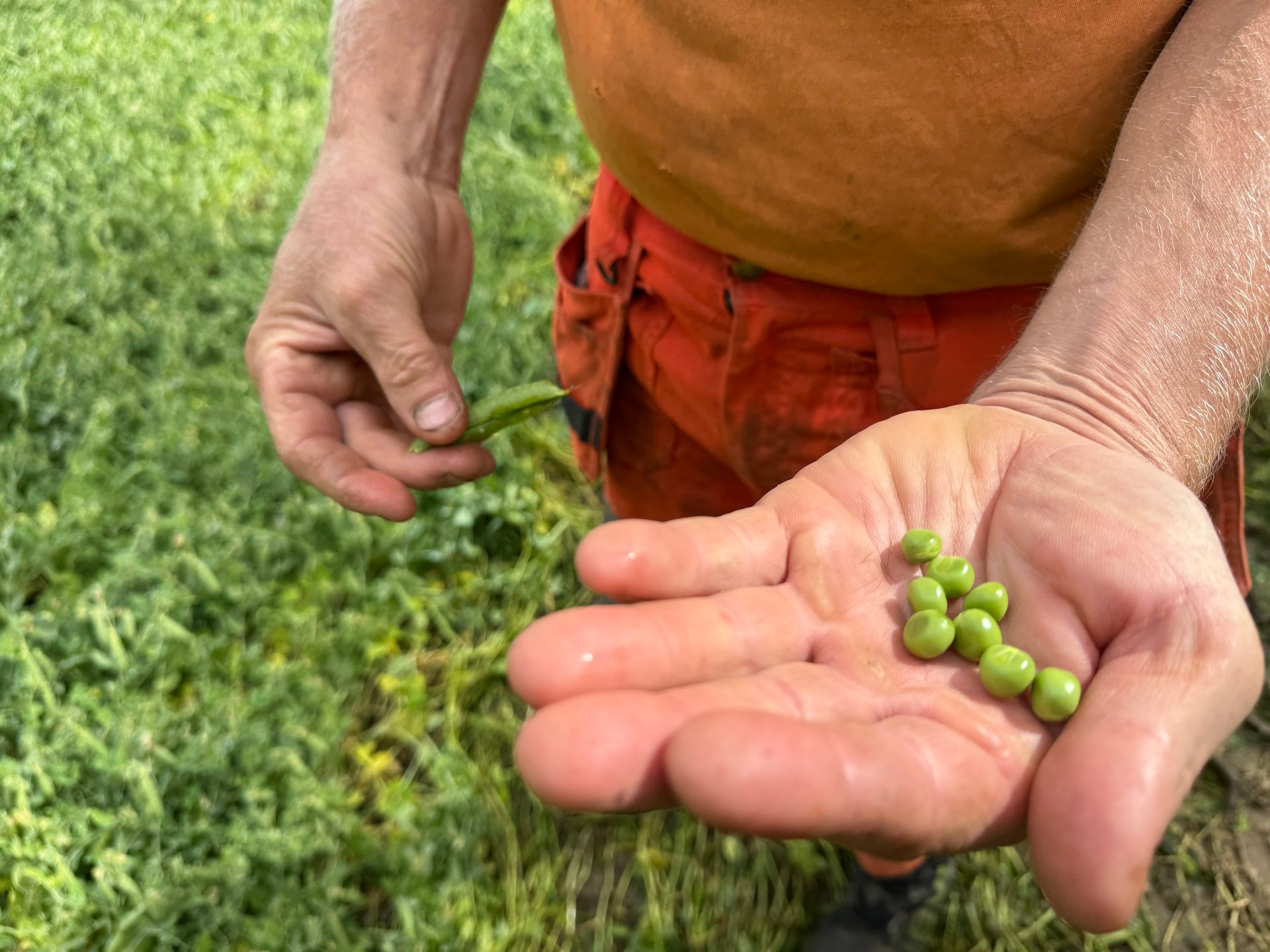 A person's hands harvesting fresh green peas, with one hand holding a pod and the other holding shelled peas.