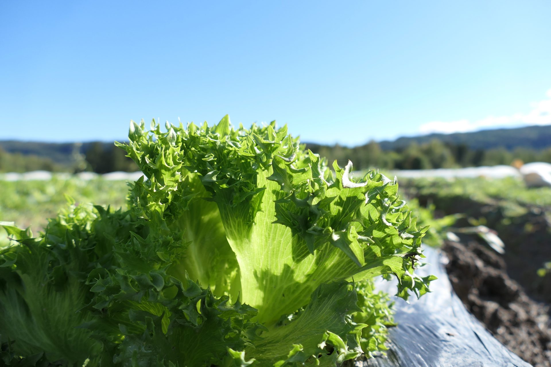Close-up of a vibrant green lettuce head growing in a field under a clear blue sky, bathed in sunlight.
