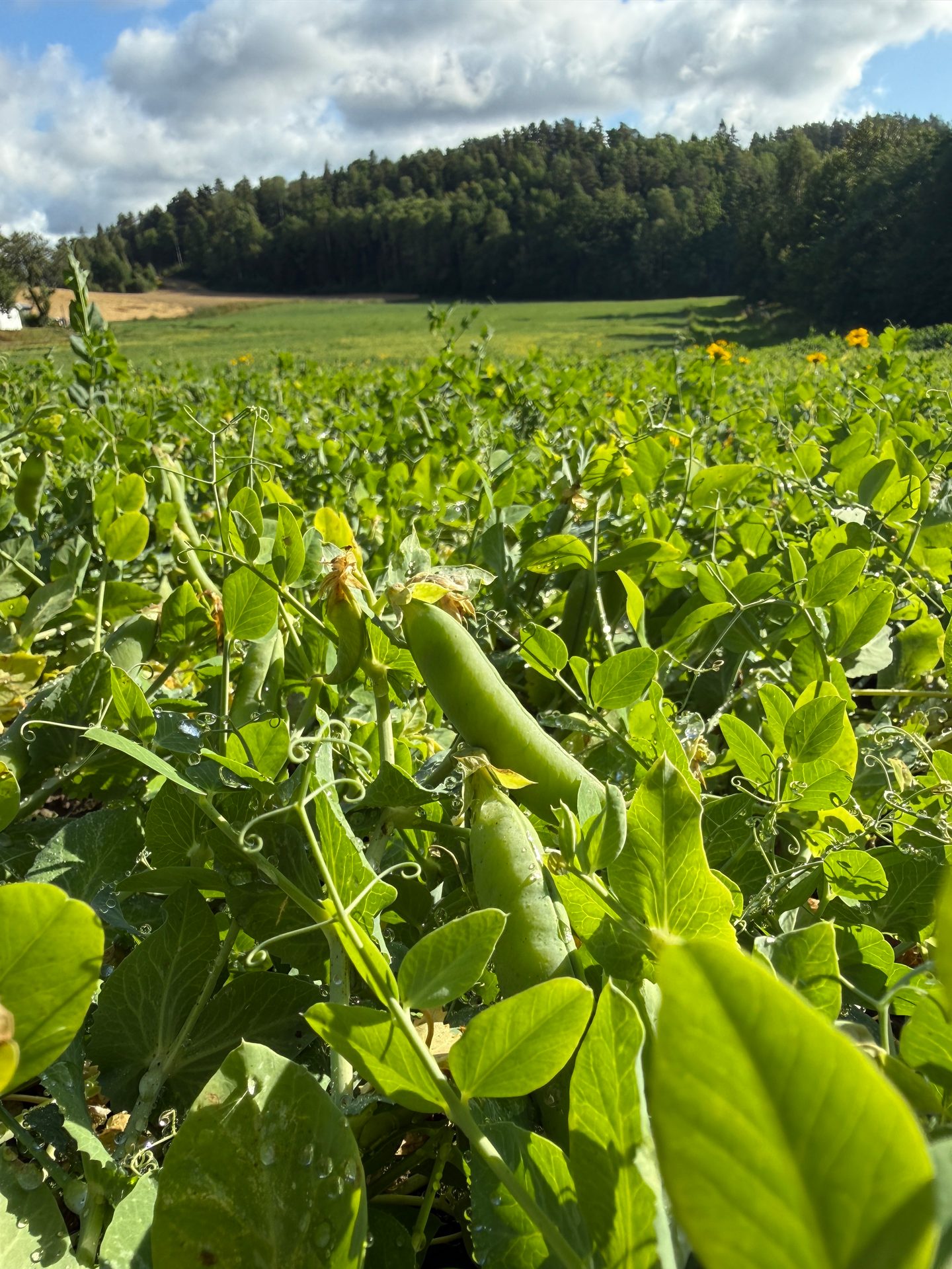 A vibrant field of green pea plants with prominent pea pods in the foreground under a partly cloudy sky.