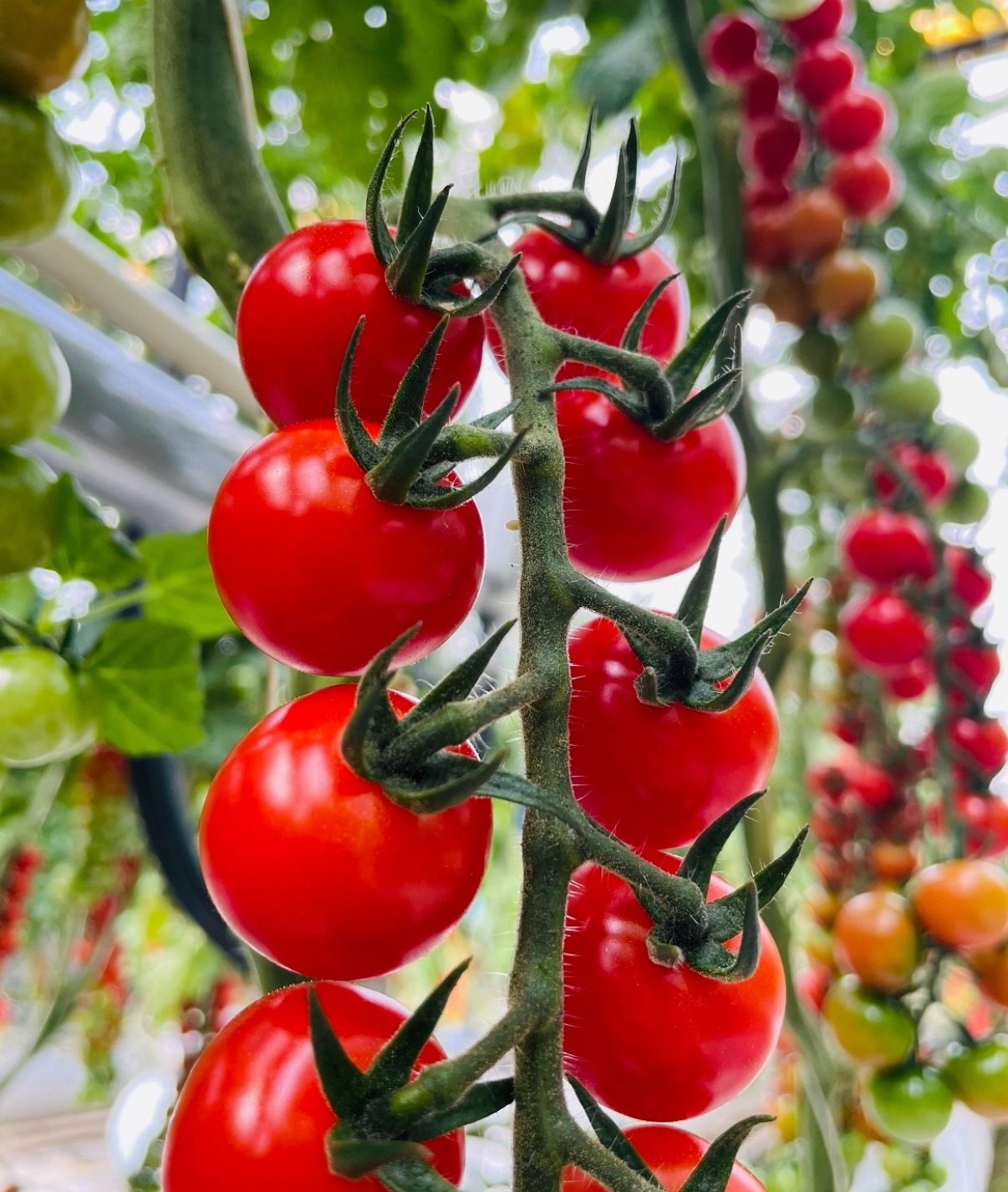 Ripe red cherry tomatoes hanging from a vine in a garden, with more tomatoes in the blurry background.