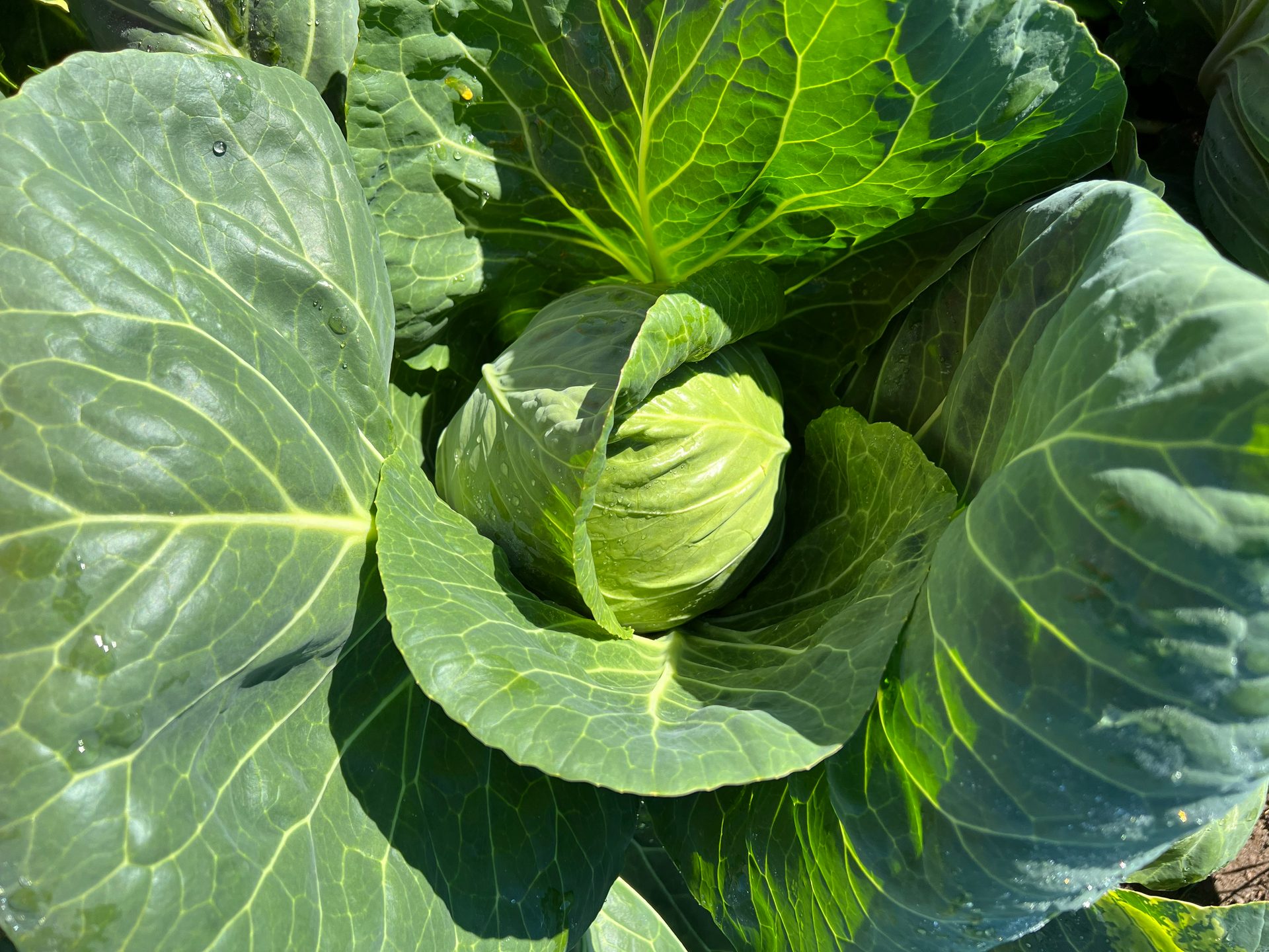 Leaf vegetable, Produce